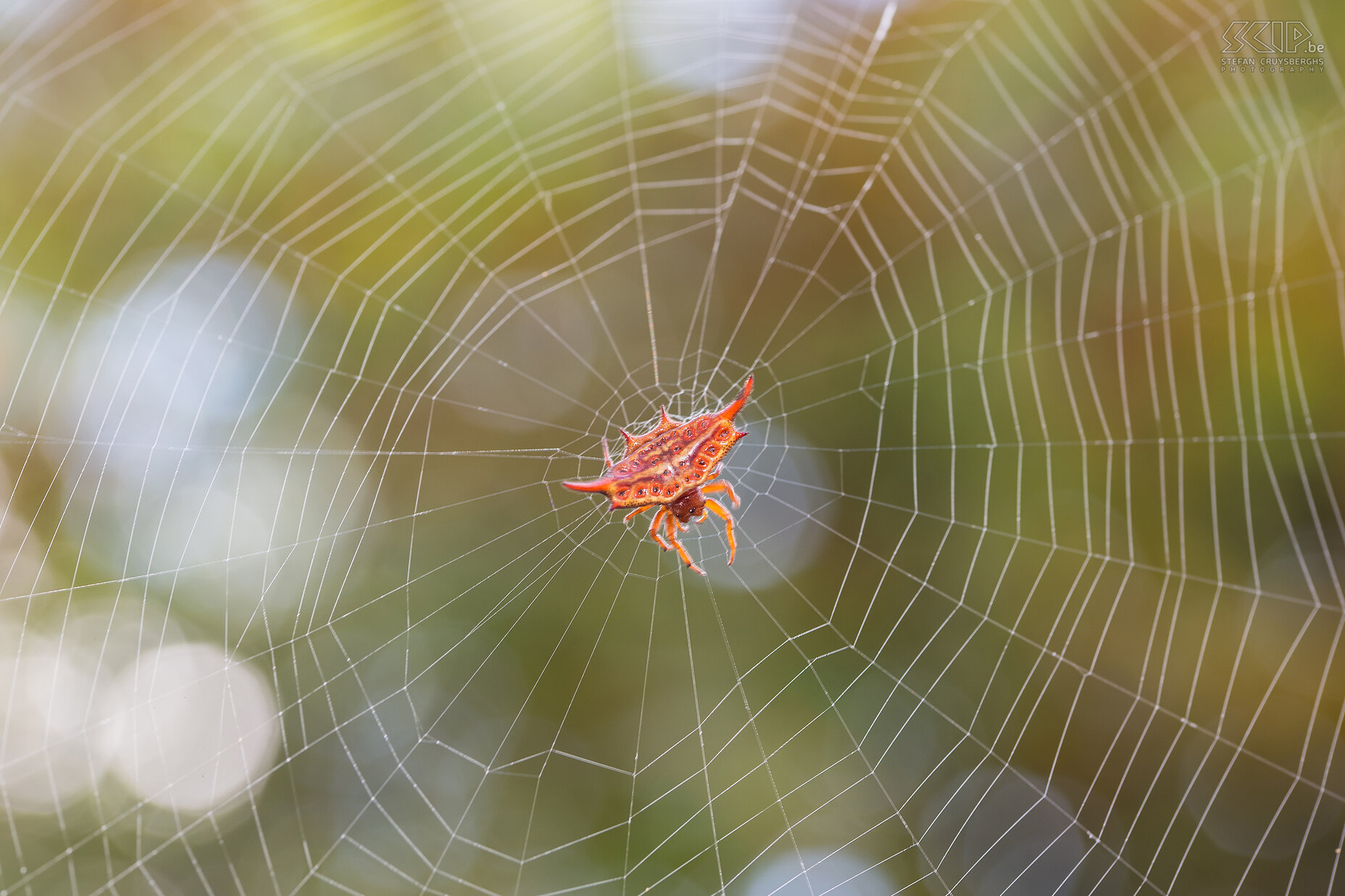 Mantadia - Kite spider Kite spider or spiny orb-weaver (Gasteracantha) Stefan Cruysberghs